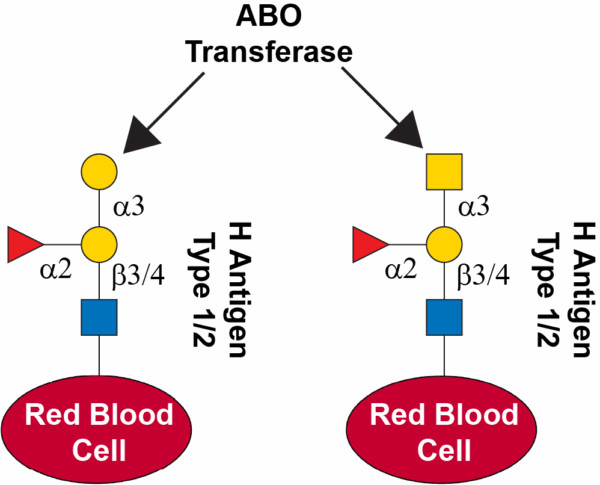 Histo-blood group ABO system transferase (ABO : B blood group specificity)