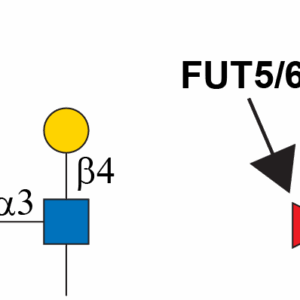 Alpha-1,3-fucosyltransferase 5 (FUT5)