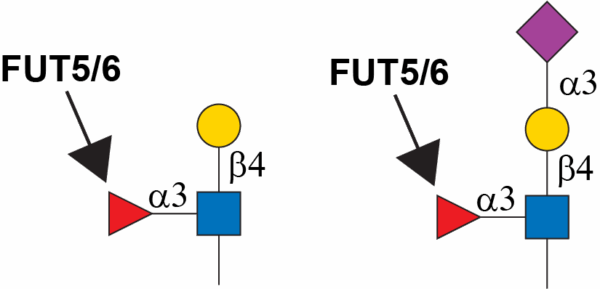 Alpha-1,3-fucosyltransferase 5 (FUT5)