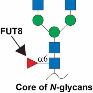 Alpha-1,6-fucosyltransferase 8 (FUT8)
