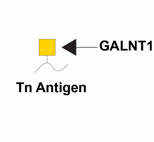 Polypeptide N-acetylgalactosaminyltransferase 1 (GALNT1)