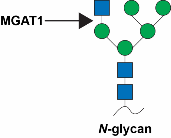 N-Acetylglucosaminyltransferase 1 (MGAT1)