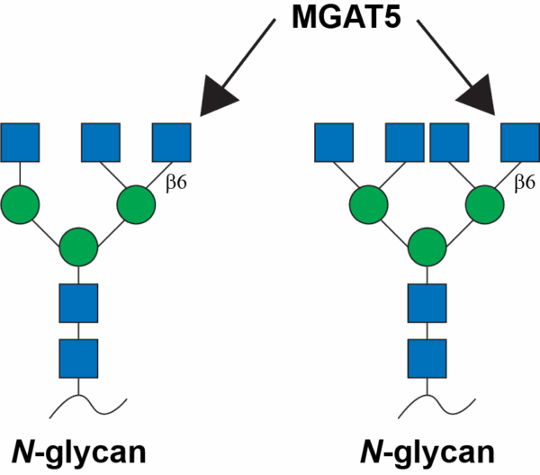 N-Acetylglucosaminyltransferase 5A (MGAT5)