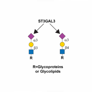 CMP-N-acetylneuraminate-beta-galactosamide-alpha-2,3-sialyltransferase 3 (ST3GAL3)