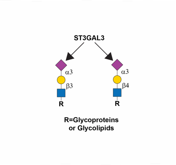 CMP-N-acetylneuraminate-beta-galactosamide-alpha-2,3-sialyltransferase 3 (ST3GAL3)