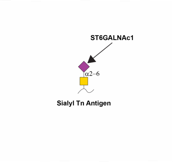 Alpha-N-acetylgalactosaminide alpha-2,6-sialyltransferase 1 (ST6GALNAC1)