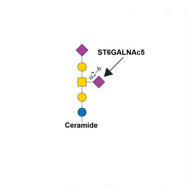 Alpha-N-acetylgalactosaminide alpha-2,6-sialyltransferase 5 (ST6GALNAC5)