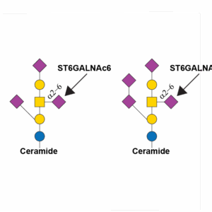 Alpha-N-acetylgalactosaminide alpha-2,6-sialyltransferase 6 (ST6GALNAC6)