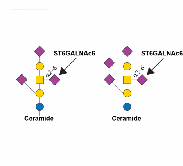 Alpha-N-acetylgalactosaminide alpha-2,6-sialyltransferase 6 (ST6GALNAC6)