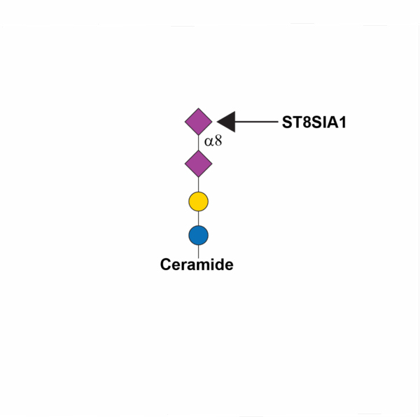 Alpha-N-acetylneuraminide alpha-2,8-sialyltransferase 1 (ST8SIA1)