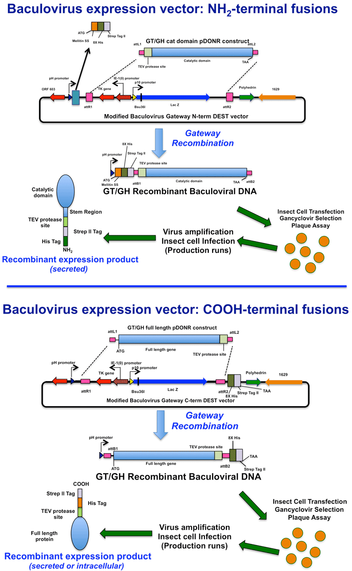 Equivalent designs for the recombinant baculovirus constructs.