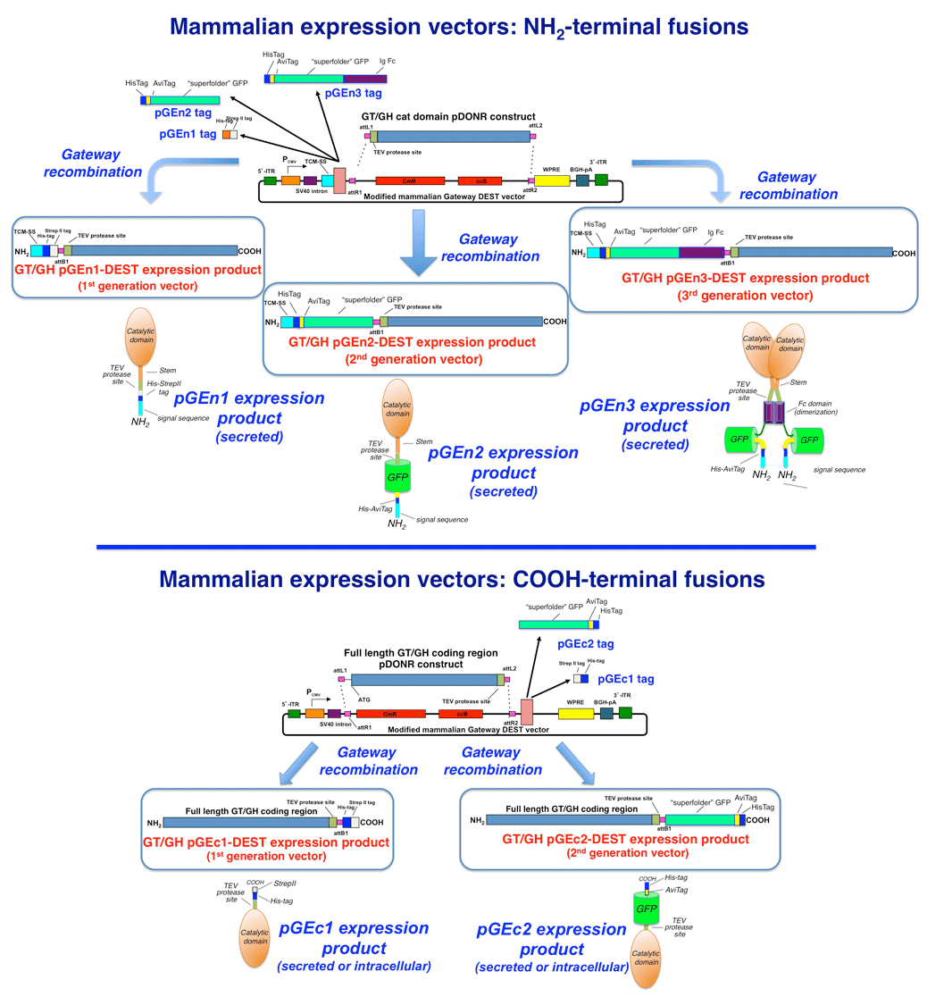 The three tag strategies used in the mammalian expression vectors. A PDF version is linked below.