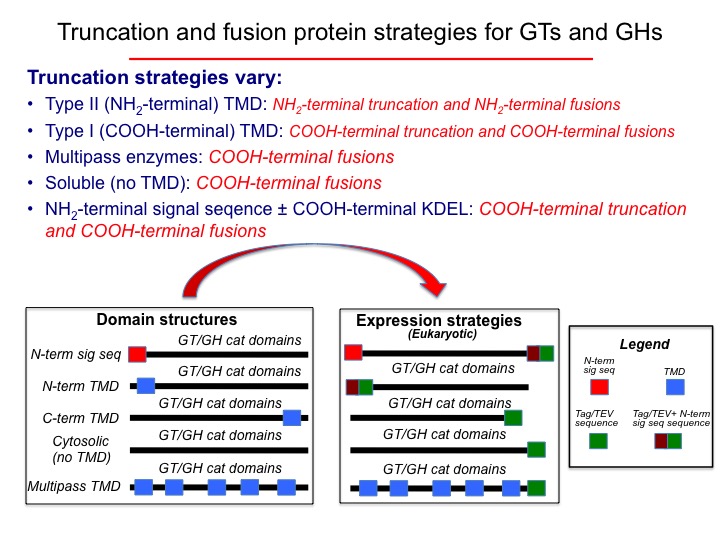 Truncation and fusion strategy: transmembrane segments are replaced by a signal sequence and tag cassette.