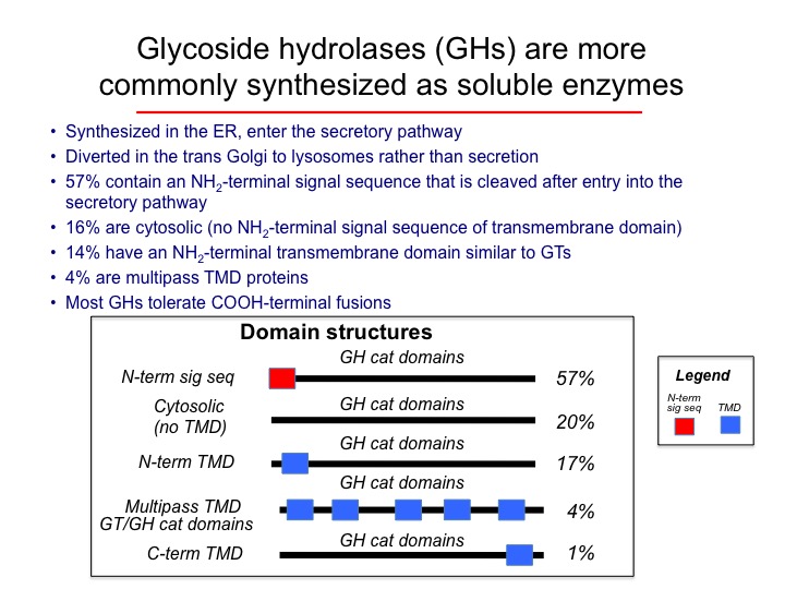 Membrane topologies of glycoside hydrolases.