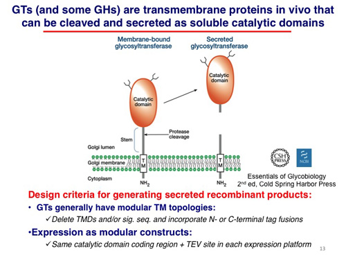 Domain organisation of glycosyltransferases: a lumenal catalytic domain anchored by a single transmembrane segment, with proteolytic release of a soluble domain in some cases.