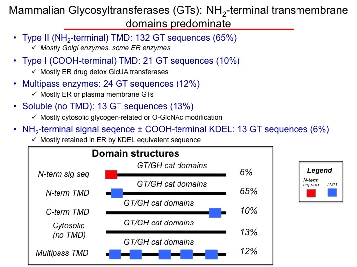 Membrane topologies of glycosyltransferases and the truncation applied to each class.