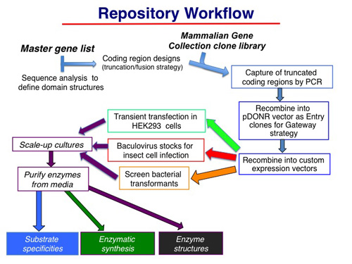Workflow for construct preparation and analysis, from PCR capture through expression testing.