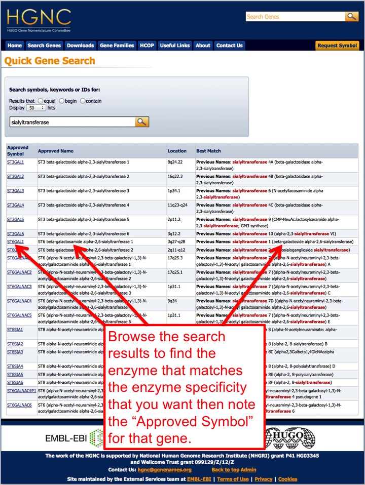 HGNC results, with approved gene symbols in the symbol column.