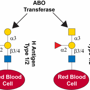 Histo-blood group ABO system transferase (ABO : B blood group specificity)