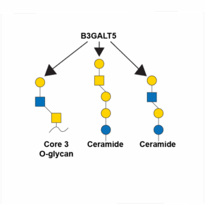 Beta-1,3-galactosyltransferase 1 (B3GALT5)