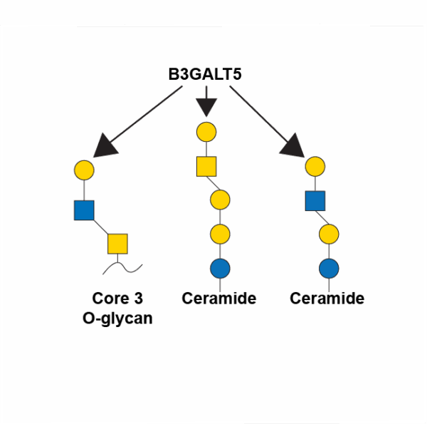 Beta-1,3-galactosyltransferase 1 (B3GALT5)