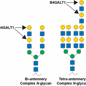 Beta-1,4-galactosyltransferase 1 (B4GALT1)