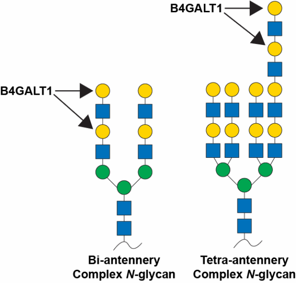 Beta-1,4-galactosyltransferase 1 (B4GALT1)