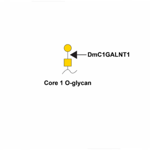 Beta-galactosyltransferase 1 (DmC1GALT1)