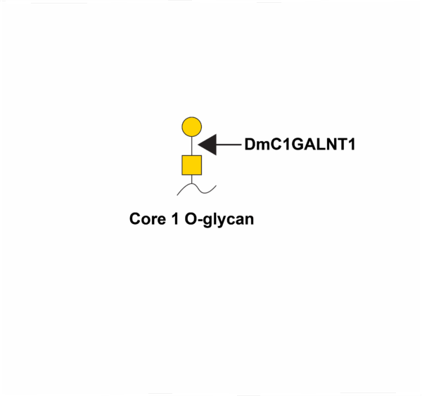 Beta-galactosyltransferase 1 (DmC1GALT1)
