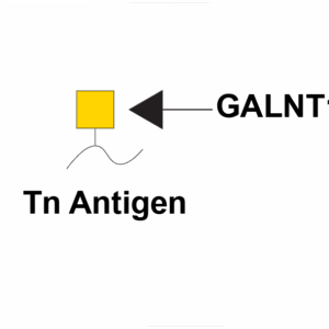 Polypeptide N-acetylgalactosaminyltransferase 1 (GALNT1)