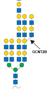 Beta-1,6-N-Acetylglucosaminyltransferase 6 (GCNT2B)
