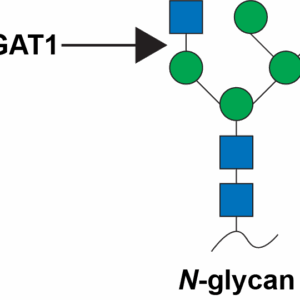 N-Acetylglucosaminyltransferase 1 (MGAT1)