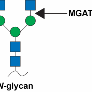 N-Acetylglucosaminyltransferase 2 (MGAT2)