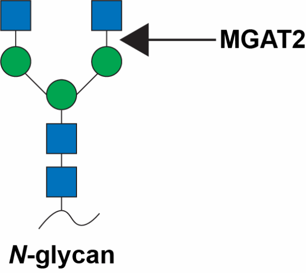 N-Acetylglucosaminyltransferase 2 (MGAT2)