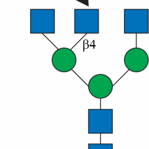 N-Acetylglucosaminyltransferase 4, Isozyme A (MGAT4A)