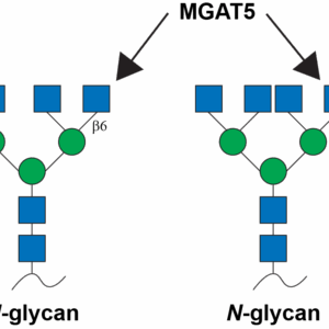 N-Acetylglucosaminyltransferase 5A (MGAT5)