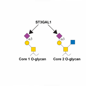 CMP-N-acetylneuraminate-beta-galactosamide-alpha-2,3-sialyltransferase 1 (ST3GAL1)