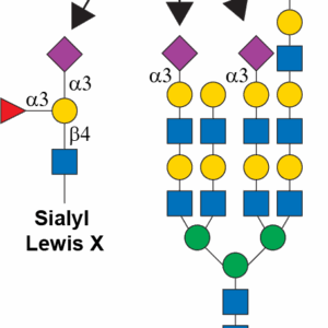 CMP-N-acetylneuraminate-beta-galactosamide-alpha-2,3-sialyltransferase 4 (ST3GAL4)