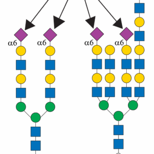 CMP-N-acetylneuraminate-beta-galactosamide-alpha-2,6-sialyltransferase 1 (ST6GAL1)