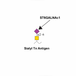 Alpha-N-acetylgalactosaminide alpha-2,6-sialyltransferase 1 (ST6GALNAC1)