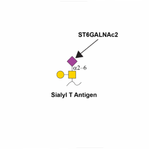 Alpha-N-acetylgalactosaminide alpha-2,6-sialyltransferase 2 (ST6GALNAC2)