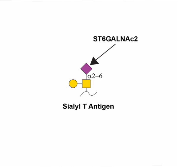 Alpha-N-acetylgalactosaminide alpha-2,6-sialyltransferase 2 (ST6GALNAC2)