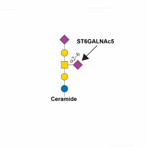 Alpha-N-acetylgalactosaminide alpha-2,6-sialyltransferase 5 (ST6GALNAC5)
