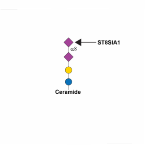 Alpha-N-acetylneuraminide alpha-2,8-sialyltransferase 1 (ST8SIA1)