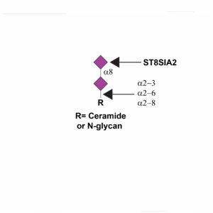 Alpha-N-acetylneuraminide alpha-2,8-sialyltransferase 2 (ST8SIA2)