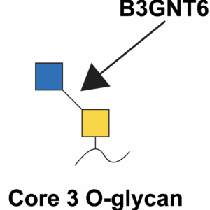 Beta-1,3-N-Acetylglucosaminyltransferase 6 (B3GNT6)