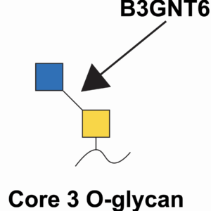 Beta-1,3-N-Acetylglucosaminyltransferase 6 (B3GNT6)