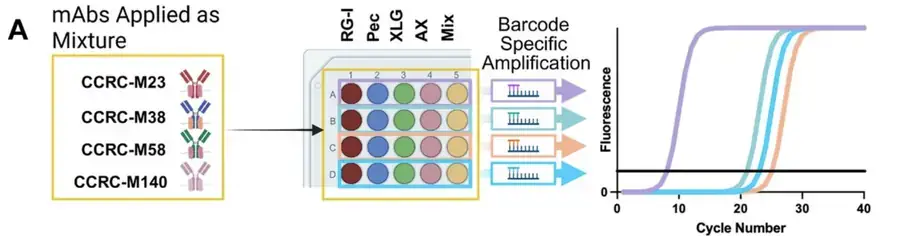 Schematic: four DNA-barcoded cell wall antibodies (CCRC-M23, M38, M58 and M140) applied as a mixture to a plate of polysaccharide standards, followed by barcode-specific qPCR amplification curves of fluorescence against cycle number.