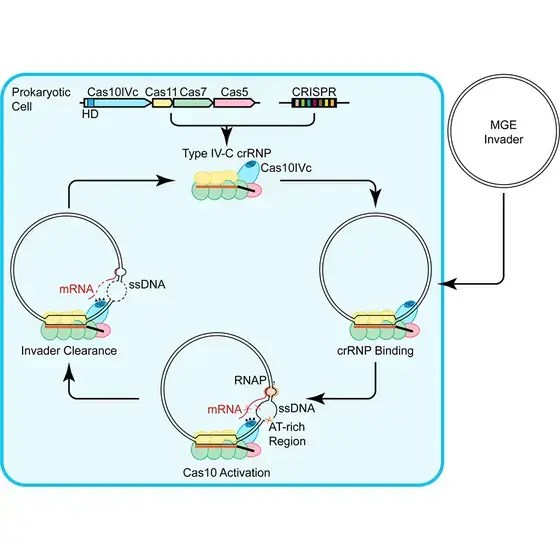 Graphical abstract: inside a prokaryotic cell, the Cas10IVc, Cas11, Cas7 and Cas5 genes and a CRISPR array form a type IV-C crRNP that binds an invading mobile genetic element, activates the Cas10 HD domain at an AT-rich region, and clears the invader by cleaving ssDNA and mRNA.