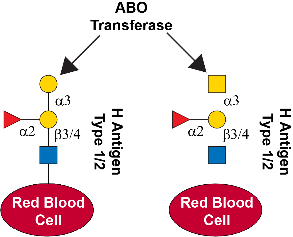 Reaction scheme for ABO